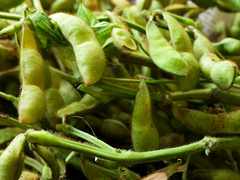 Vitaの黒真珠（黒枝豆）