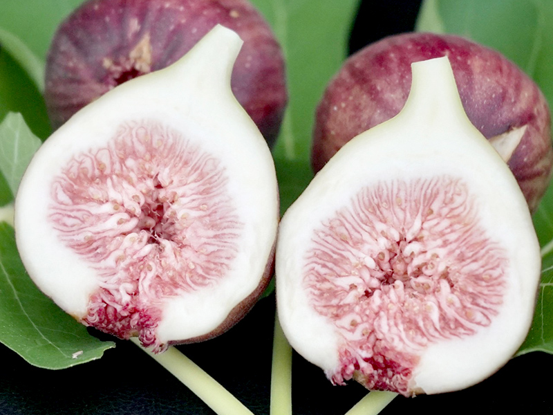 もりやま湖畔のいちじく